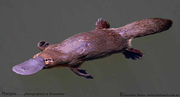 platypus_2