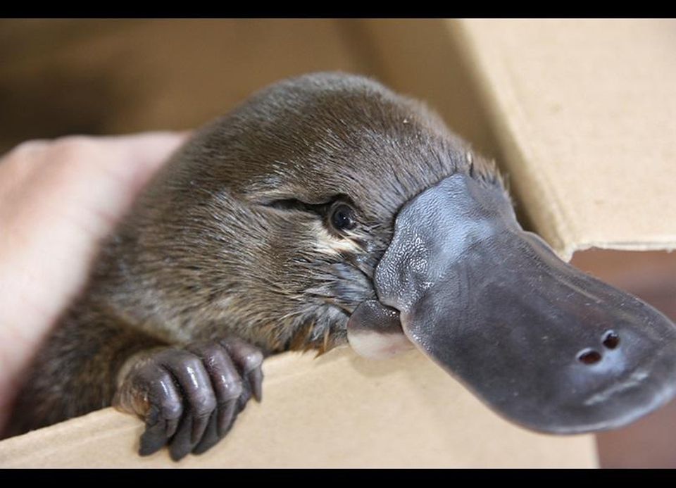 platypus_4