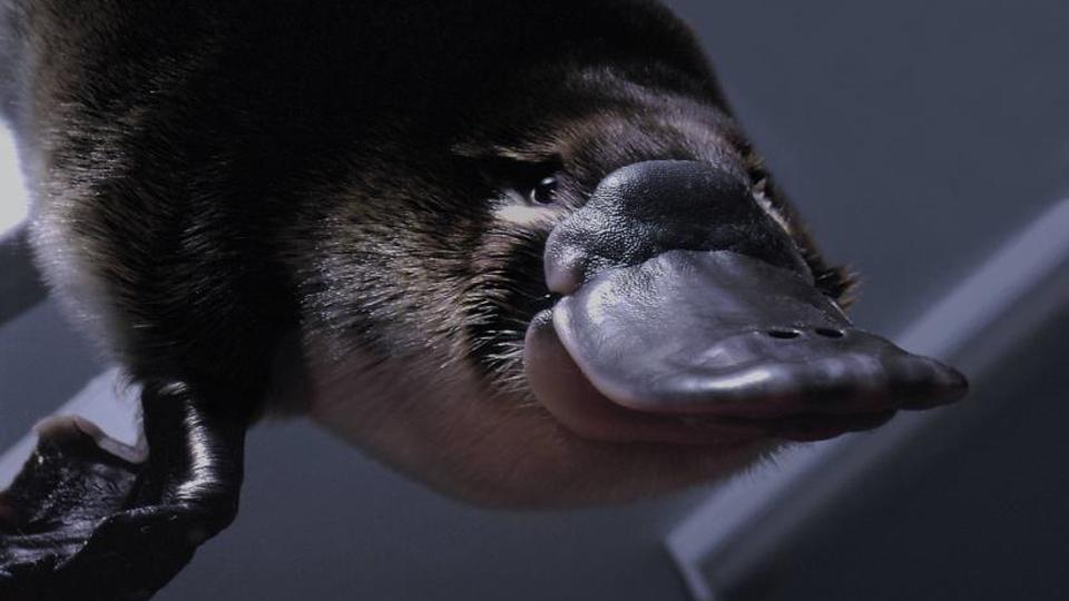 platypus_5