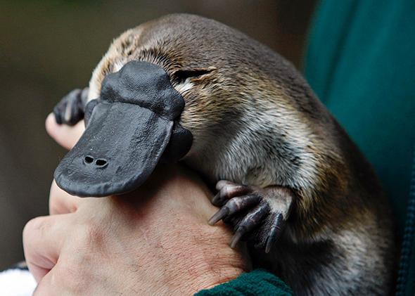 platypus_1