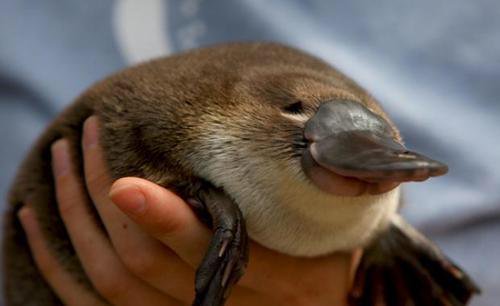 platypus_6