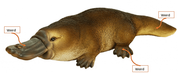 platypus_3